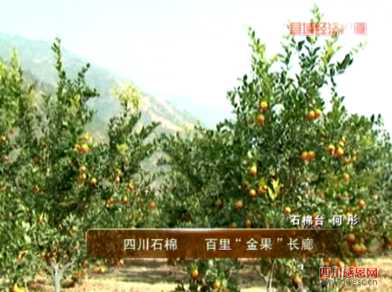 四川石棉：百里金果长廊。央视视频截图。