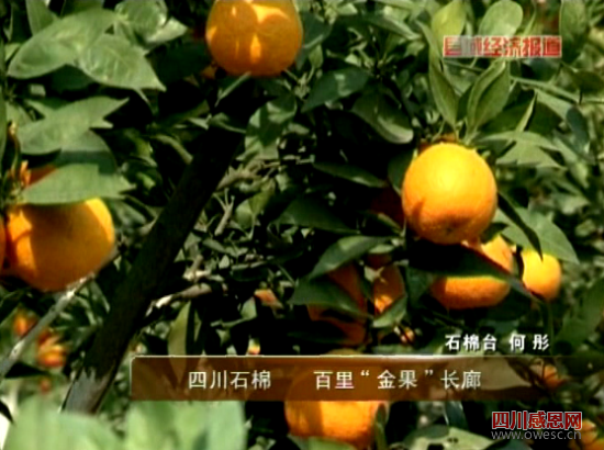 四川石棉：百里金果长廊。央视视频截图。